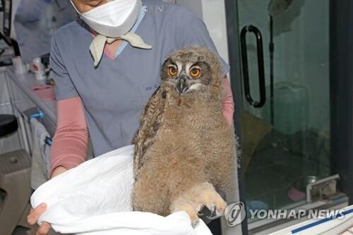 수리부엉이·솔부엉이·원앙…희귀조류 잇단 구조