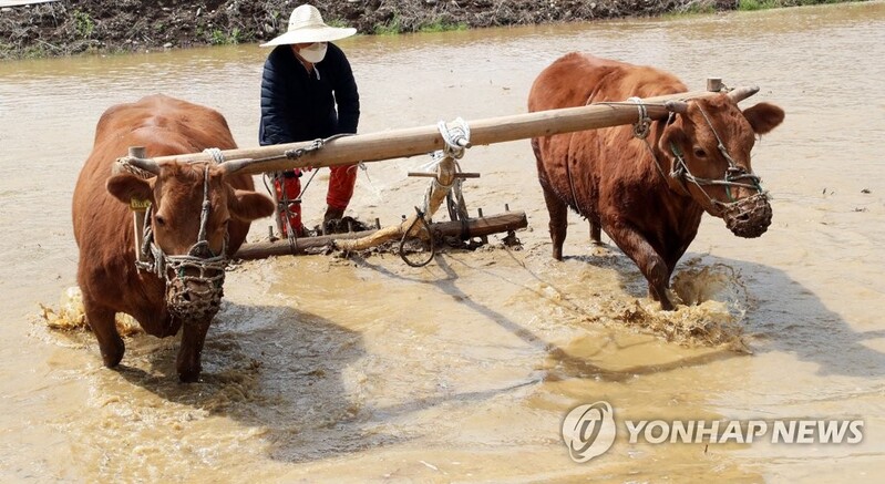 홍천군 '겨리농경문화' 강원도 무형문화재 지정