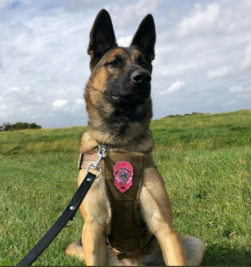 말썽꾸러기 유기견의 '개과천선'…美 경찰견으로 발탁
