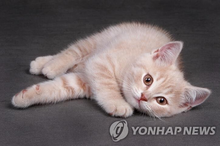 법무부 1인가구TF "반려동물, 민법상 물건과 구분해야"