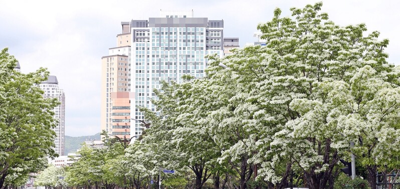 '이팝꽃 만개' 대전 유성온천서 5월 온·오프라인 공연 다채