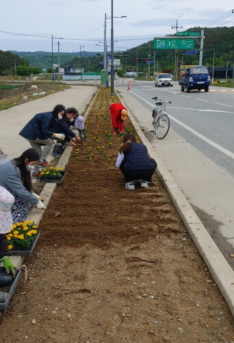 보은군 수한면, 아름다운 꽃길 조성에 앞장서