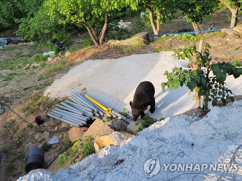 An Asiatic black bear spotted again in Gwangyang