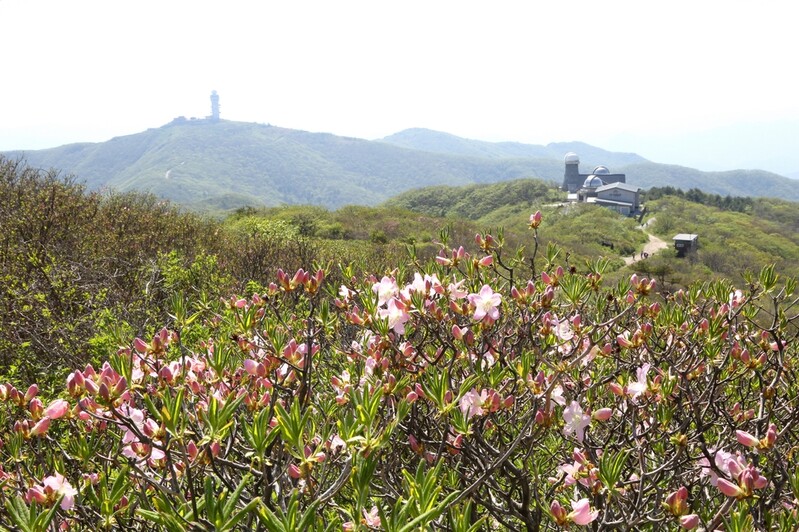 소백산 연화봉 철쭉 개화…다음 주말 절정