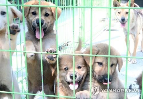 나주시, 유기동물 보호·관리 위탁운영자 공모…27일까지 접수