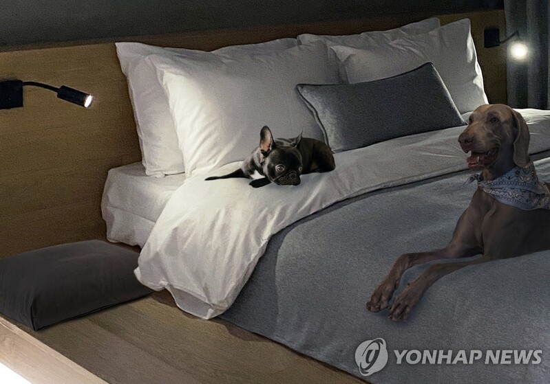 개·고양이와 한 침대 쓰기…"기생충 번식"vs"심적 안정"