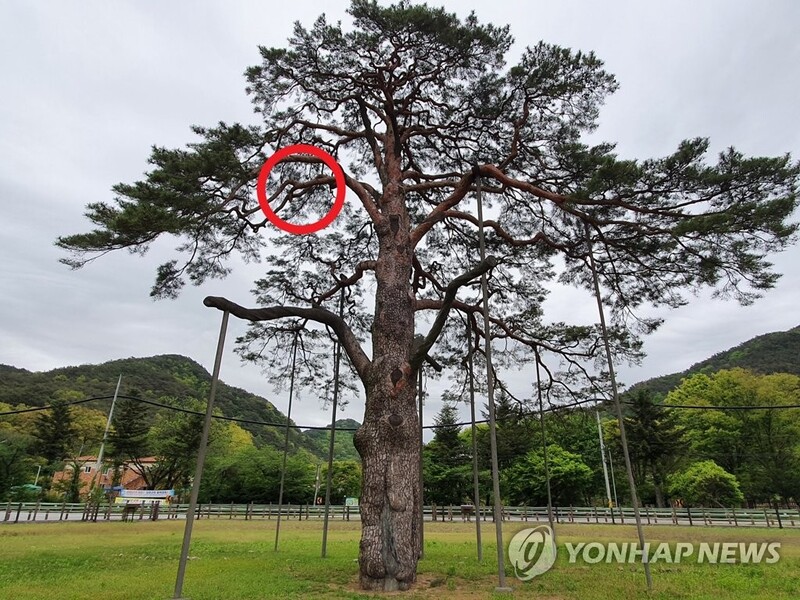 '소나무 고장' 충북 보은…수백년 명품 고목 연이은 수난