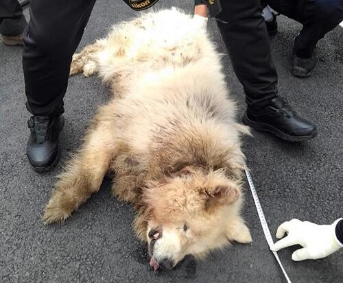 "남양주 여성 공격 대형견 3월초부터 배회"…견주 찾기 난항