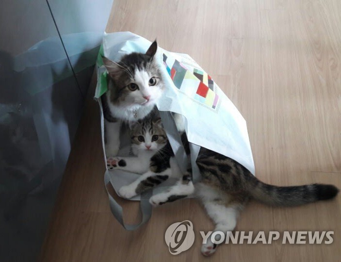 "한국 멍냥이 마리당 연간 식품비 15만원…세계 평균 14% 상회"