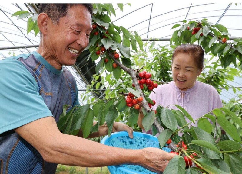 "새콤달콤 강진 체리 맛보세요"… 친환경 재배로 인기