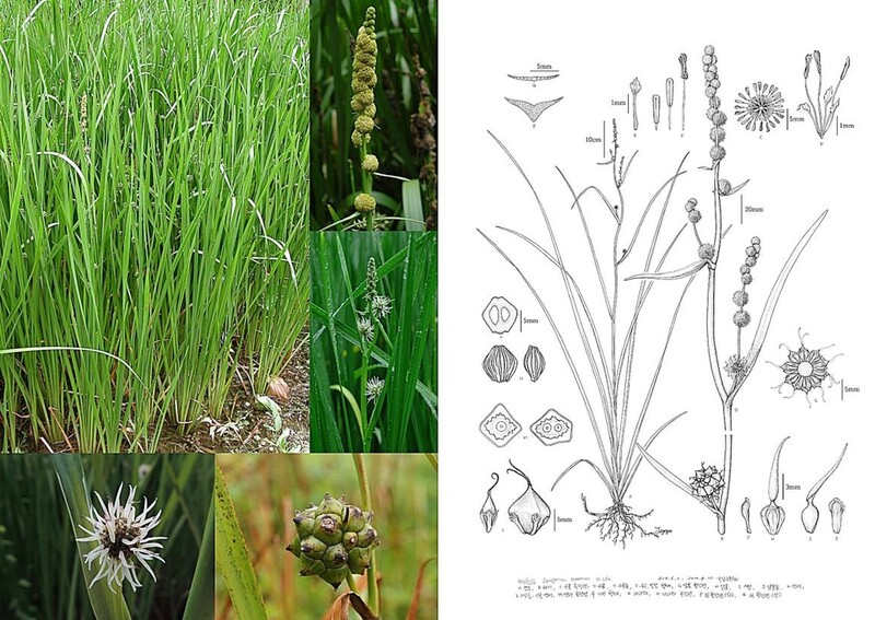 국립수목원, 한반도 자생식물 도해도 45점 전시