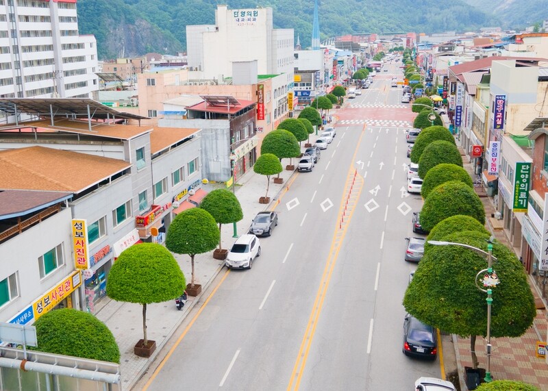 [픽! 단양] "어라, 버섯 모양이네" 이색 복자기 가로수
