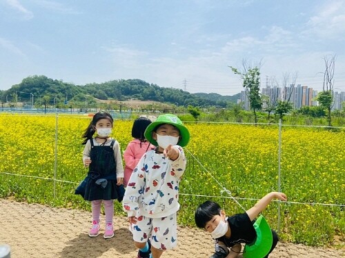 시흥시, 장현천 산책로 일부 개방 '유채꽃 활짝'