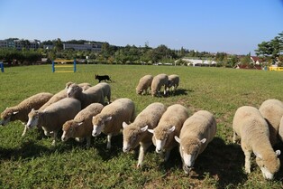 [Explore Europe in Korea #3] Anseong Farmland: The home of Korea's dairy farming history