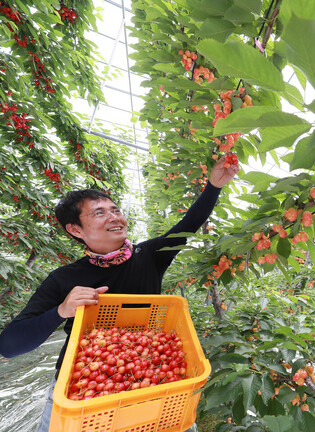 Cherry harvesting