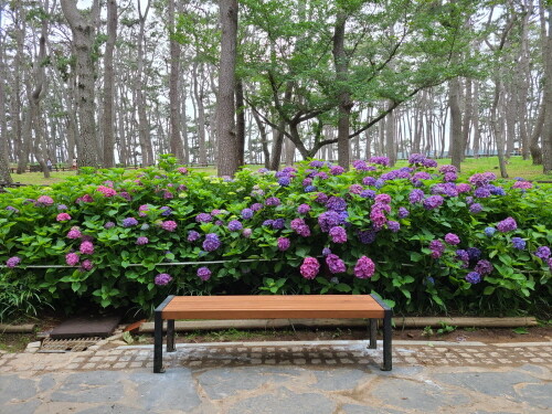 울산 동구청, '여름 수국 보러 대왕암공원에 오세요'