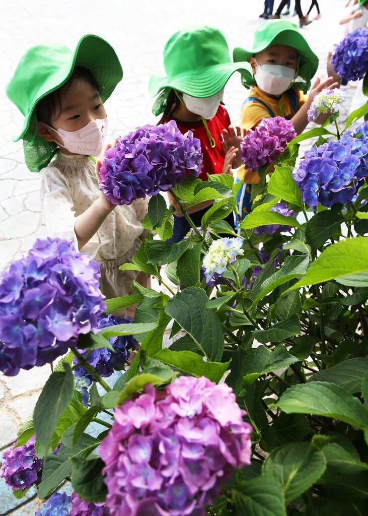 [픽!함평] 함평자연생태공원에 수국 만개