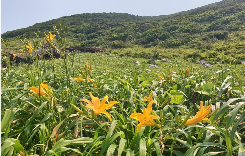 [픽! 신안] 노랗게 물든 홍도…원추리꽃, 수줍은 듯 피어나