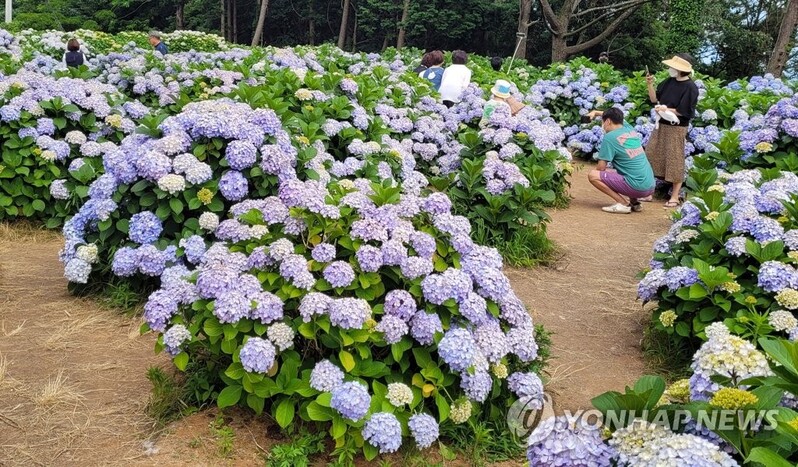 [픽! 거제] 하늘색·보라색 흐드러지게 핀 수국에 취할라