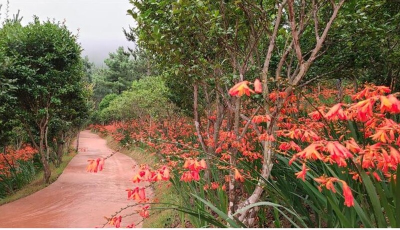 '여전히 당신을...'신안 분재공원 애기범부채 3천만 송이 활짝