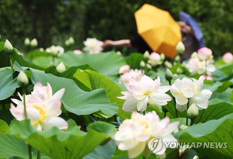 [픽!양평] 세미원으로 떠나는 '연꽃 여행'