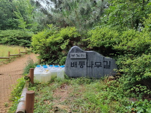 부평구, 만월산 배롱나무길을 '부개산 배롱나무길'로