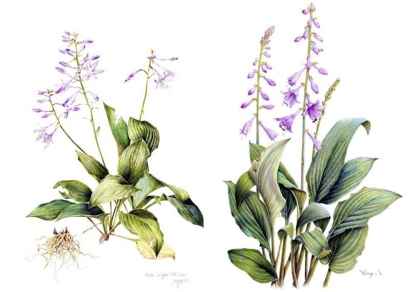 국립수목원 18일까지 '비비추' 식물화 35점 전시