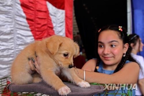 이혼할 때 반려동물도 '자녀와 같은 권리'…뉴욕주 법안 통과