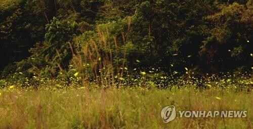 반딧불이의 마법 같은 군무 되살아날까…옥천군 생태복원 추진