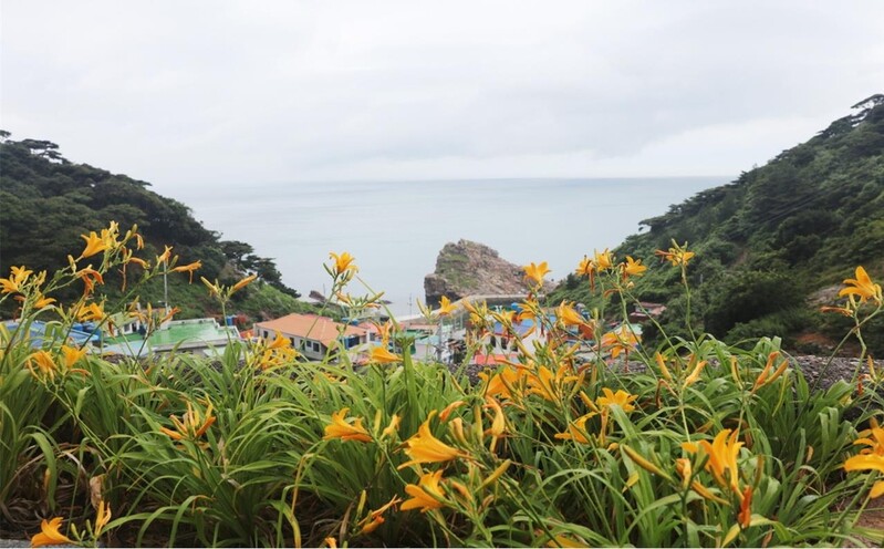 해안선 아름답게 물들인 원추리…신안 홍도서 16일 축제