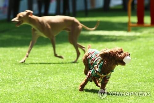 Justice ministry seeks to grant legal status to animals to enhance their welfare