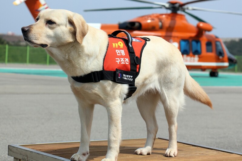 아홉 살 119구조대원 '지나' 은퇴…핸들러와 제2의 견생