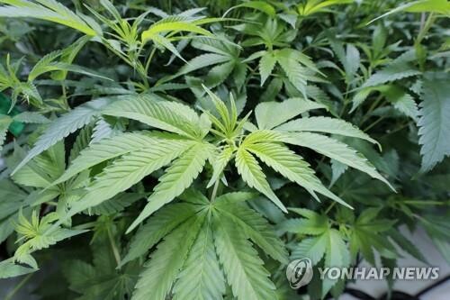 "인류의 대마 재배는 약 1만2천년 전 중국서 시작"