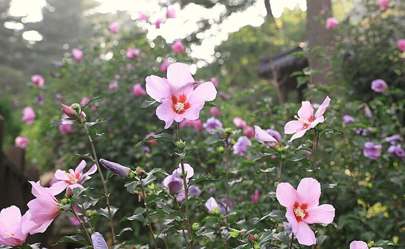 가평 아침고요수목원 24일부터 무궁화 전시회