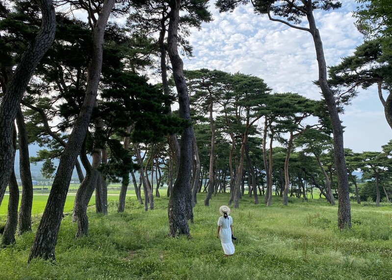 전남 보성 여름 여행지 5곳 선정… "관광객 분산"