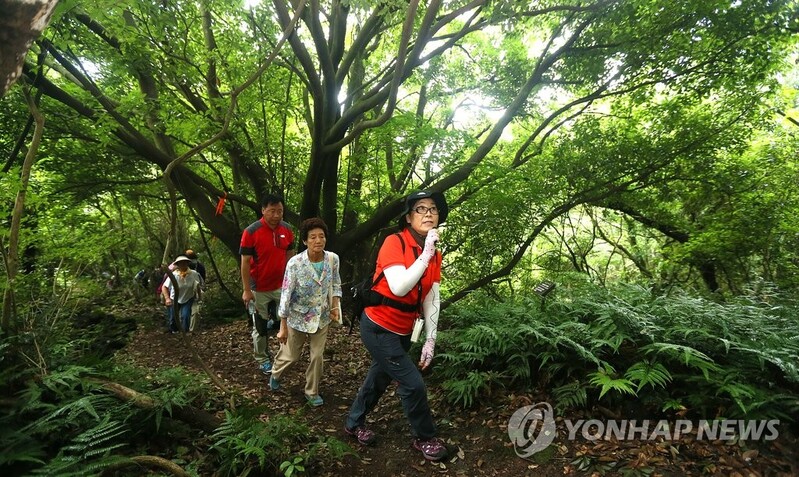 "제주 곶자왈서 힐링"…웰니스 관광 상품 육성해야