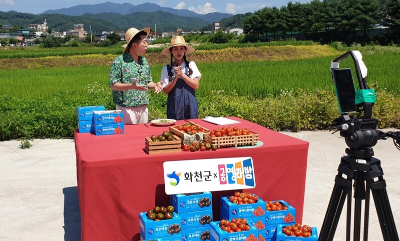 화천산 토마토 2천400상자 라이브 커머스서 50분만에 '완판'