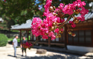 Baegilhong Bloom, a hundred-day-crimson in the summer