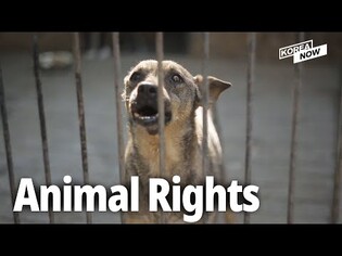 Animal Rights Law to Change in S.Korea?