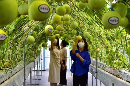 광주광역시 농업기술센터, 이색작물 '미니 채소류' 출하