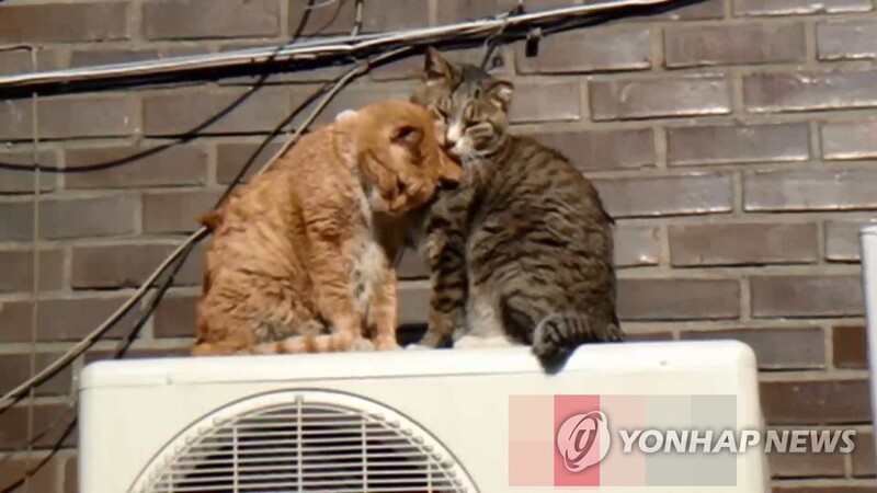 경찰, '길고양이 학대·고문' 영상 게시물 수사 착수