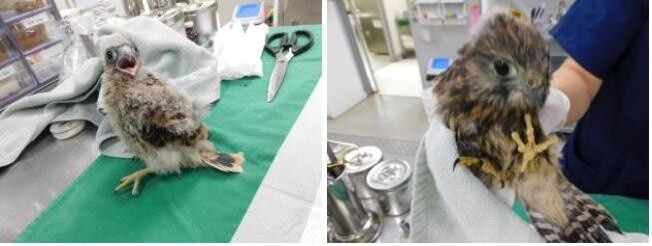 멸종위기종 황조롱이 부부, 영구장애에도 새끼 부화 성공