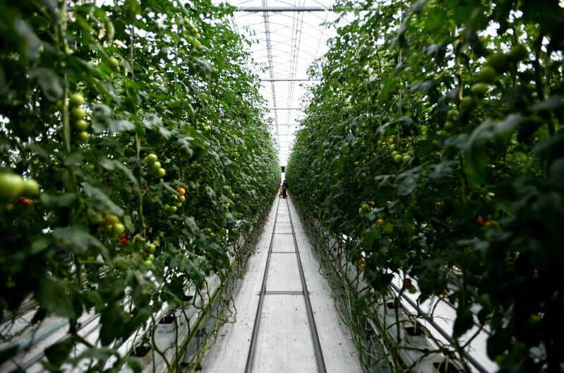 산지폐기 살린 화천 애호박 '착한 소비'…토마토로 확산