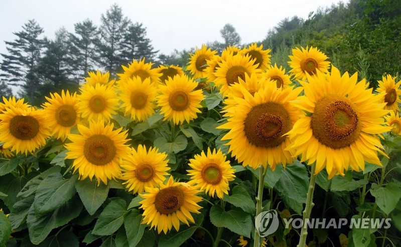 해바라기가 아침해 뜨는 동쪽바라기가 되는 사연은?
