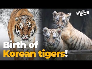 Five Korean tigers born in time for National Liberation Day – a message of hope?