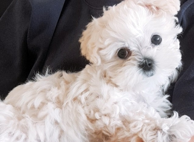 온라인 판매 반려동물 사료 81개 제품 검사서 10개 기준 위반