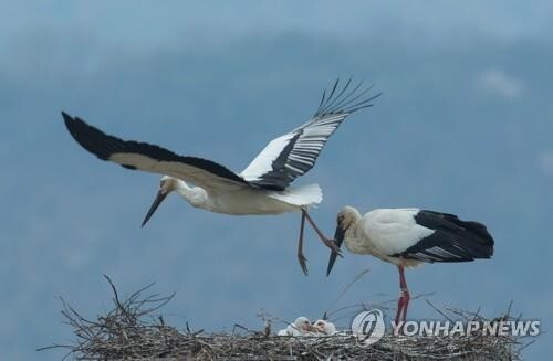 "대청호서 황새 날갯짓 볼까" 청주시 내년 1쌍 방사
