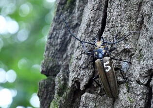 Gwangneung Arboretum starts search for longhorn beetles with small transmitters