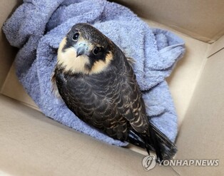 Eurasian hobby rescued from exhaustion by Odaesan National Park