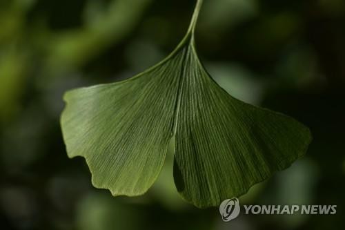 '살아있는 식물 화석' 은행나무 잎서 공룡시대 기후를 엿본다